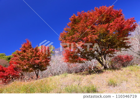 埼玉縣兒玉郡上川町矢野，冬櫻花、紅葉名勝，白峰公園，冬櫻花、楓葉盛開等紅葉秀 110346719