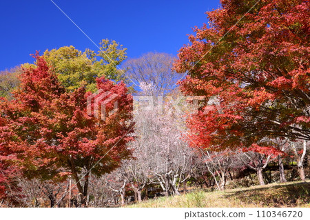埼玉縣兒玉郡上川町矢野,冬櫻花、紅葉名勝,白峰公園,冬櫻花、楓葉盛開等紅葉秀 埼玉縣兒玉郡上川町矢野,冬櫻花、紅葉名勝,白峰公園,冬櫻花、楓葉盛開等紅葉秀 110346720