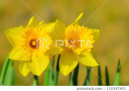 bright yellow trumpet daffodils bright yellow trumpet daffodils 110347401