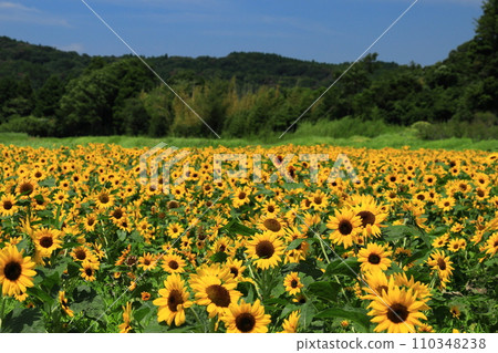 Sunflower field Sunflower field 110348238
