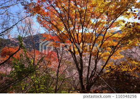 埼玉縣兒玉郡上川町矢野,冬櫻花、紅葉名勝,白峰公園,冬櫻花、楓葉盛開等紅葉秀 埼玉縣兒玉郡上川町矢野,冬櫻花、紅葉名勝,白峰公園,冬櫻花、楓葉盛開等紅葉秀 110348256
