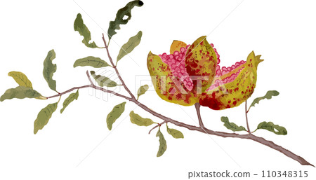 pomegranate pomegranate 110348315