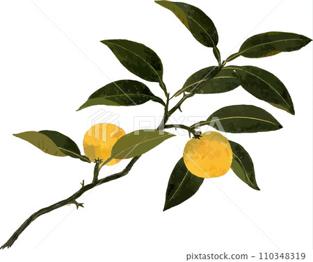 Mandarin orange Mandarin orange 110348319
