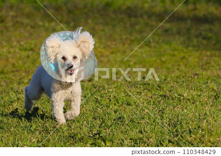 Bailey, a toy poodle wearing an Elizabethan collar and undergoing rehabilitation, walks in with a smile ♡ Bailey, a toy poodle wearing an Elizabethan collar and undergoing rehabilitation, walks in with a smile ♡ 110348429