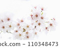 Cherry blossoms in full bloom photographed against a white background 110348473