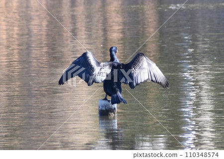 Cormorant spreading wings Cormorant spreading wings 110348574