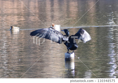 Cormorant spreading wings 110348575