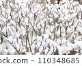 Enkianthus perulatus with snow 110348685