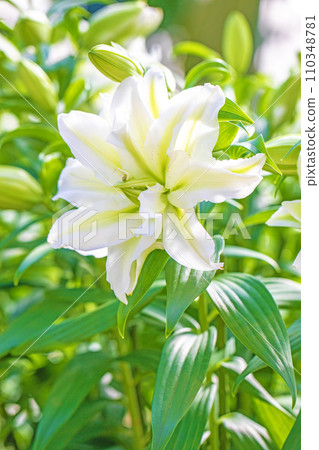 房子周圍鮮花盛開,四季各異,初夏的甦醒,白色的花瓣,美麗整齊,白色的百合花 房子周圍鮮花盛開,四季各異,初夏的甦醒,白色的花瓣,美麗整齊,白色的百合花 110348781