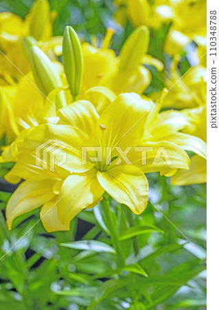 Flowers around the house, various seasons, early summer awakening, yellow petals, beautiful and neat, yellow lily flowers Flowers around the house, various seasons, early summer awakening, yellow petals, beautiful and neat, yellow lily flowers 110348788