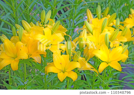 房子周圍鮮花盛開,四季不同,初夏甦醒,黃色花瓣,美麗整齊,黃色百合花 房子周圍鮮花盛開,四季不同,初夏甦醒,黃色花瓣,美麗整齊,黃色百合花 110348796