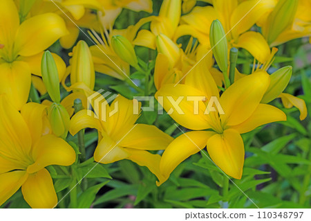 房子周圍鮮花盛開,四季不同,初夏甦醒,黃色花瓣,美麗整齊,黃色百合花 房子周圍鮮花盛開,四季不同,初夏甦醒,黃色花瓣,美麗整齊,黃色百合花 110348797