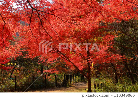 埼玉縣比企郡嵐山町鐮形市的紅葉名勝武藏嵐山溪谷,背光下的紅楓葉 埼玉縣比企郡嵐山町鐮形市的紅葉名勝武藏嵐山溪谷,背光下的紅楓葉 110349060