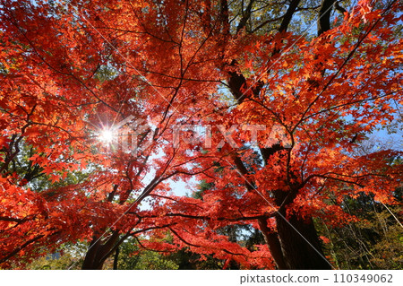 Bright red maple leaves backlit in Musashi Arashiyama Valley, a famous spot for autumn leaves in Kamagata, Arashiyama Town, Hiki District, Saitama Prefecture 110349062