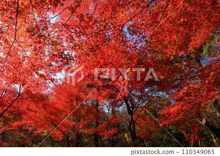 埼玉縣比企郡嵐山町鐮形市的紅葉名勝武藏嵐山溪谷，背光下的紅楓葉 110349065