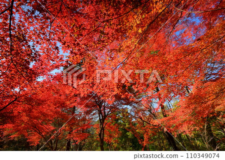 Bright red maple leaves backlit in Musashi Arashiyama Valley, a famous spot for autumn leaves in Kamagata, Arashiyama Town, Hiki District, Saitama Prefecture 110349074