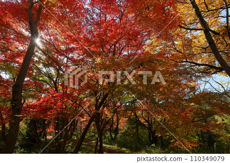 Bright red maple leaves backlit in Musashi Arashiyama Valley, a famous spot for autumn leaves in Kamagata, Arashiyama Town, Hiki District, Saitama Prefecture 110349079