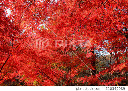 埼玉縣比企郡嵐山町鐮形市的紅葉名勝武藏嵐山溪谷,背光下的紅楓葉 埼玉縣比企郡嵐山町鐮形市的紅葉名勝武藏嵐山溪谷,背光下的紅楓葉 110349089