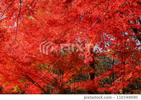 埼玉縣比企郡嵐山町鐮形市的紅葉名勝武藏嵐山溪谷,背光下的紅楓葉 埼玉縣比企郡嵐山町鐮形市的紅葉名勝武藏嵐山溪谷,背光下的紅楓葉 110349090