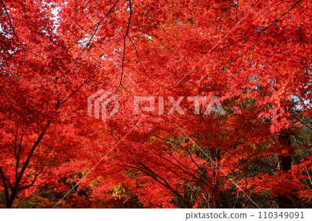 埼玉縣比企郡嵐山町鐮形市的紅葉名勝武藏嵐山溪谷,背光下的紅楓葉 埼玉縣比企郡嵐山町鐮形市的紅葉名勝武藏嵐山溪谷,背光下的紅楓葉 110349091