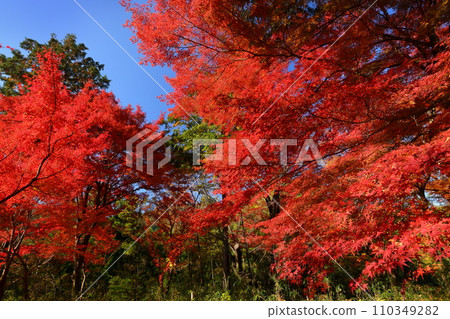 Bright red maple leaves in Musashi-Arashiyama Valley, a famous spot for autumn leaves in Kamagata, Arashiyama-cho, Hiki-gun, Saitama Prefecture Bright red maple leaves in Musashi-Arashiyama Valley, a famous spot for autumn leaves in Kamagata, Arashiyama-cho, Hiki-gun, Saitama Prefecture 110349282