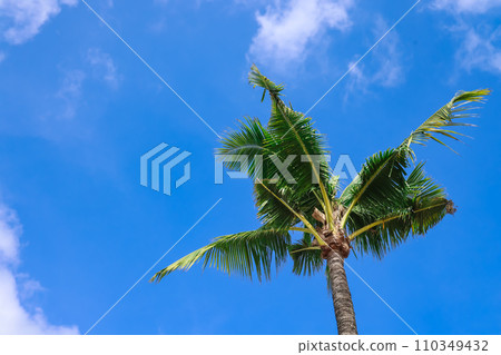 Tropical Palm Tree Tropical Palm Tree 110349432