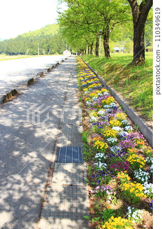 Uonuma no Sato/Viola flowers 110349619