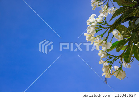 Plumeria of tropical country 110349627