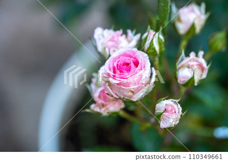 Rose flower macro image 110349661