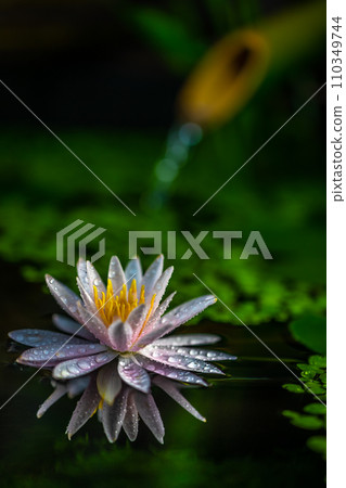 日式生境中的睡蓮花 110349744