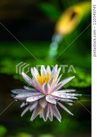 Water lily flowers in a Japanese-style biotope 110349745