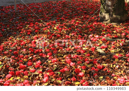 camellia 5660 110349983