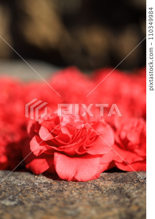 山茶花5665 山茶花5665 110349984