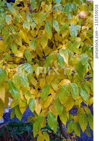 Late autumn wax plum leaves Late autumn wax plum leaves 110350038