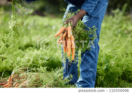 Food, sustainability and farmer in healthy garden picking fresh carrots from ground, agriculture and soil in nature field. Green energy, orange vegetable and organic environment growth from harvest 110350096