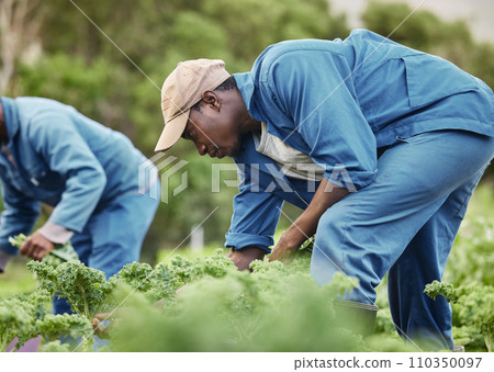Farm worker, agriculture and field of vegetables for market. Countryside plant for farming business and organic food production. Nature, raw and garden work sustainability for agribusiness. 110350097