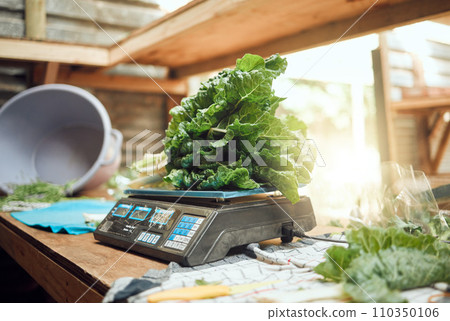 Grocery, agriculture and closeup of farmer scale to weigh vegetables. Healthy nutrition and lifestyle store or local farming plant. Sustainability in the food industry and organic consumers diet. 110350106