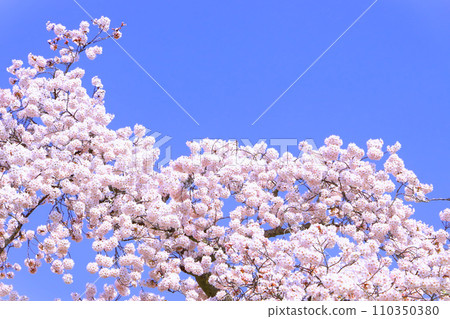 Clear blue sky and Yoshino cherry tree in full bloom Clear blue sky and Yoshino cherry tree in full bloom 110350380