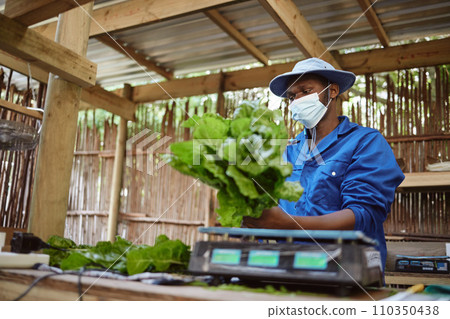 Farm, agriculture and plant with a farmer working with fresh green food and vegetables in the farming industry. Nature, sustainability and the environment with a worker growing healthy produce Farm, agriculture and plant with a farmer working with fresh green food and vegetables in the farming industry. Nature, sustainability and the environment with a worker growing healthy produce 110350438