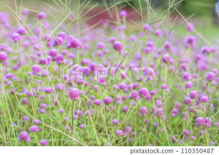 Field of flowers of Sennichikou 110350487