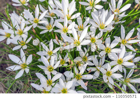 Zephyrlily (秋和風) Zephyrlily (秋和風) 110350571