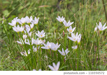 Zephyrlily (秋和風) 110350572