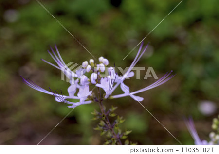 Cat whiskers with a distinctive long tail Cat whiskers with a distinctive long tail 110351021