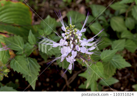 Cat whiskers with a distinctive long tail Cat whiskers with a distinctive long tail 110351024