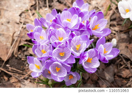 Crocus that announces the arrival of spring 110351063