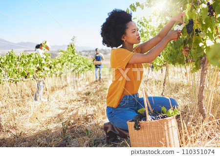 Vineyard farmer picking grape bunch from vine tree plant for new fruit growth during nature harvest season in countryside valley field. Entrepreneur in agriculture industry, preparing to make wine. 110351074