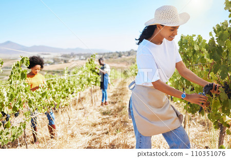 Vineyard worker pruning grapes on sustainability farm, fruit field and orchard for agriculture, wine and alcohol production. Woman with harvest of fresh, plant and organic crops growing in nature Vineyard worker pruning grapes on sustainability farm, fruit field and orchard for agriculture, wine and alcohol production. Woman with harvest of fresh, plant and organic crops growing in nature 110351076