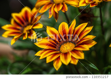 雜色菊花春天形象 110351217