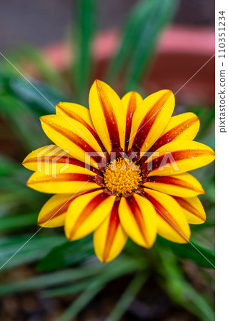 雜色菊花春天形象 雜色菊花春天形象 110351234