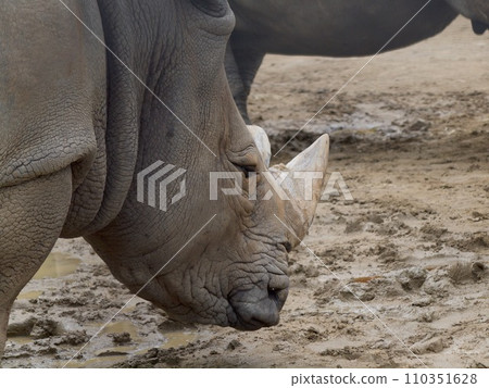 Profile of a southern white rhino Profile of a southern white rhino 110351628